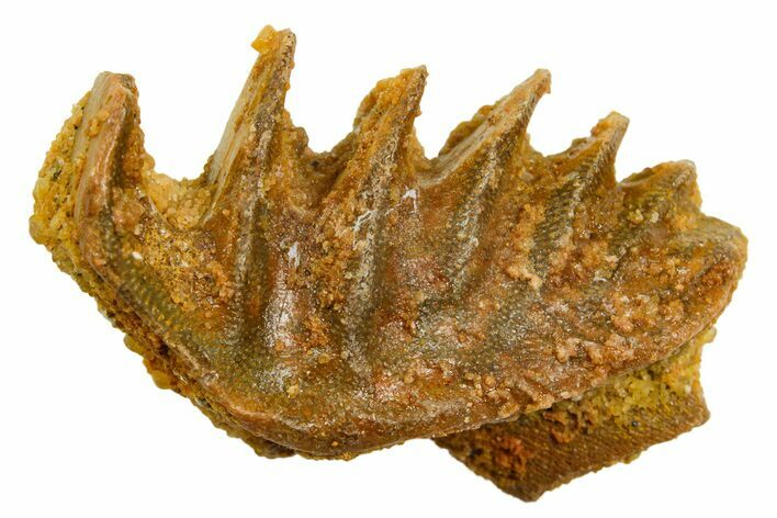 Cretaceous Lungfish (Ceratodus) Tooth Plate - Morocco #366740